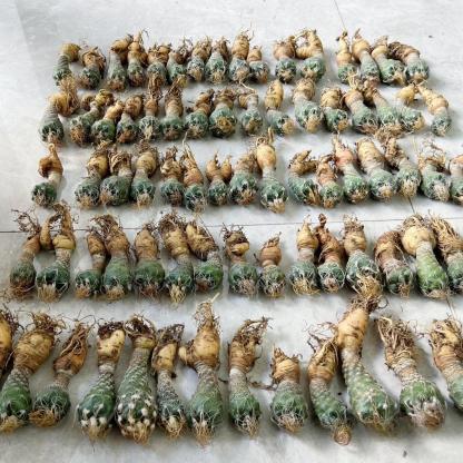 2-7cm Turbinicarpus pseudomacrochele