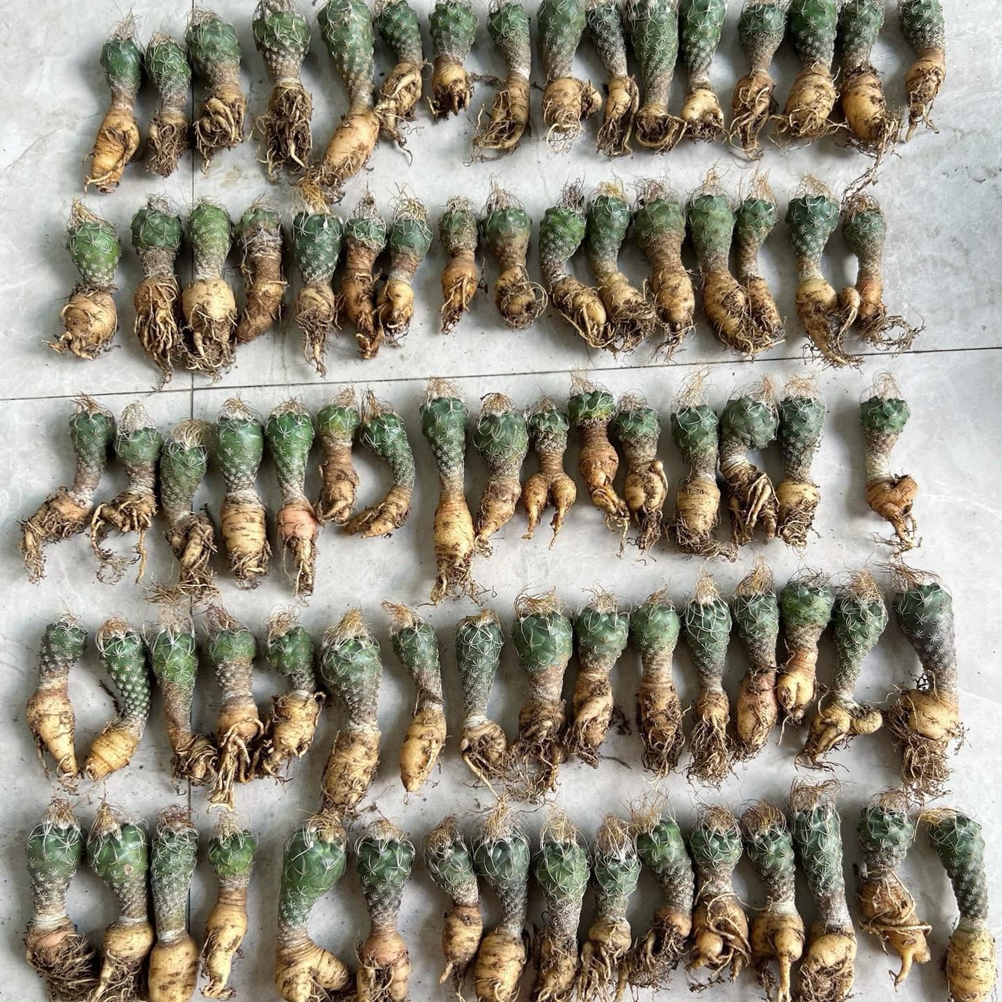 2-7cm Turbinicarpus pseudomacrochele