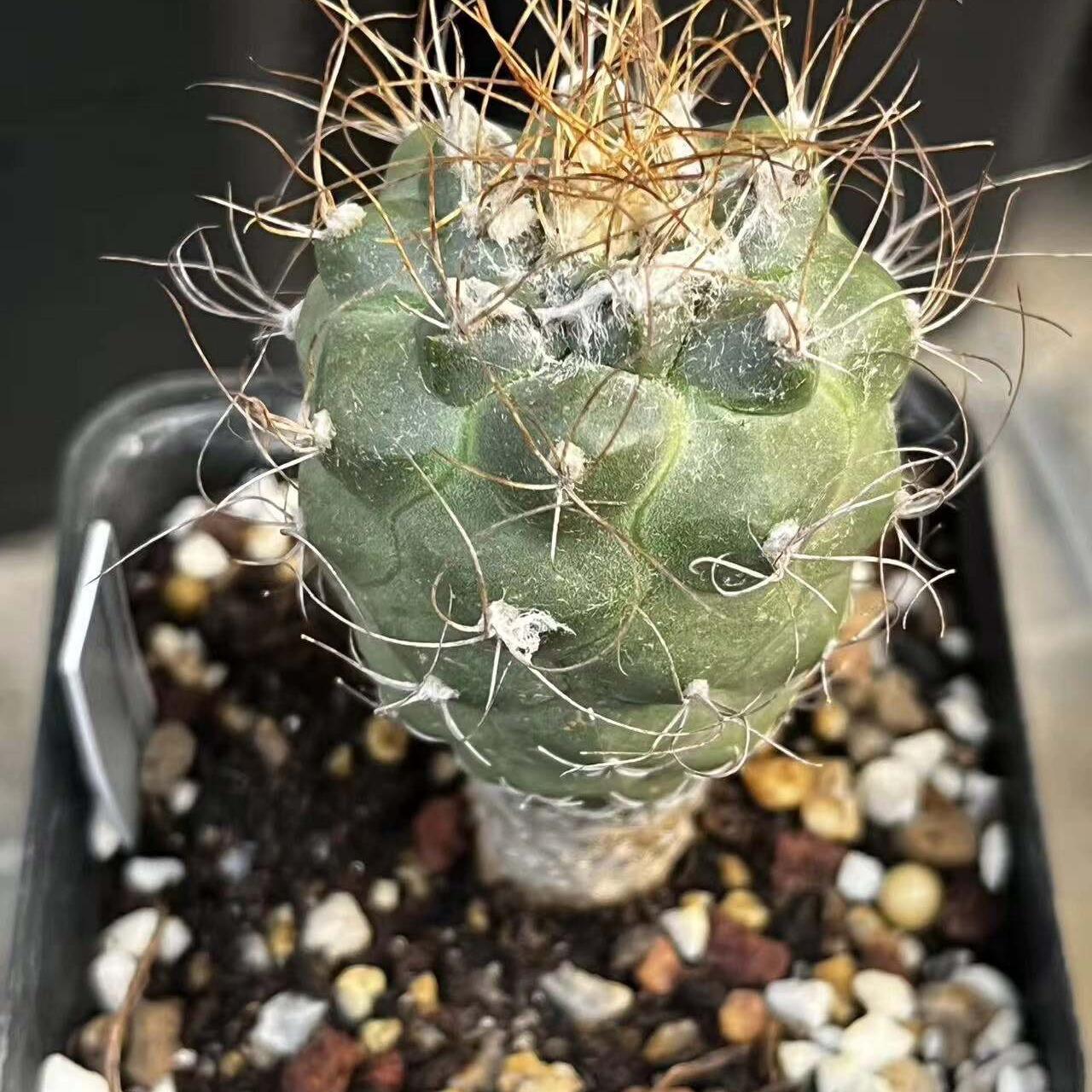 2-7cm Turbinicarpus pseudomacrochele
