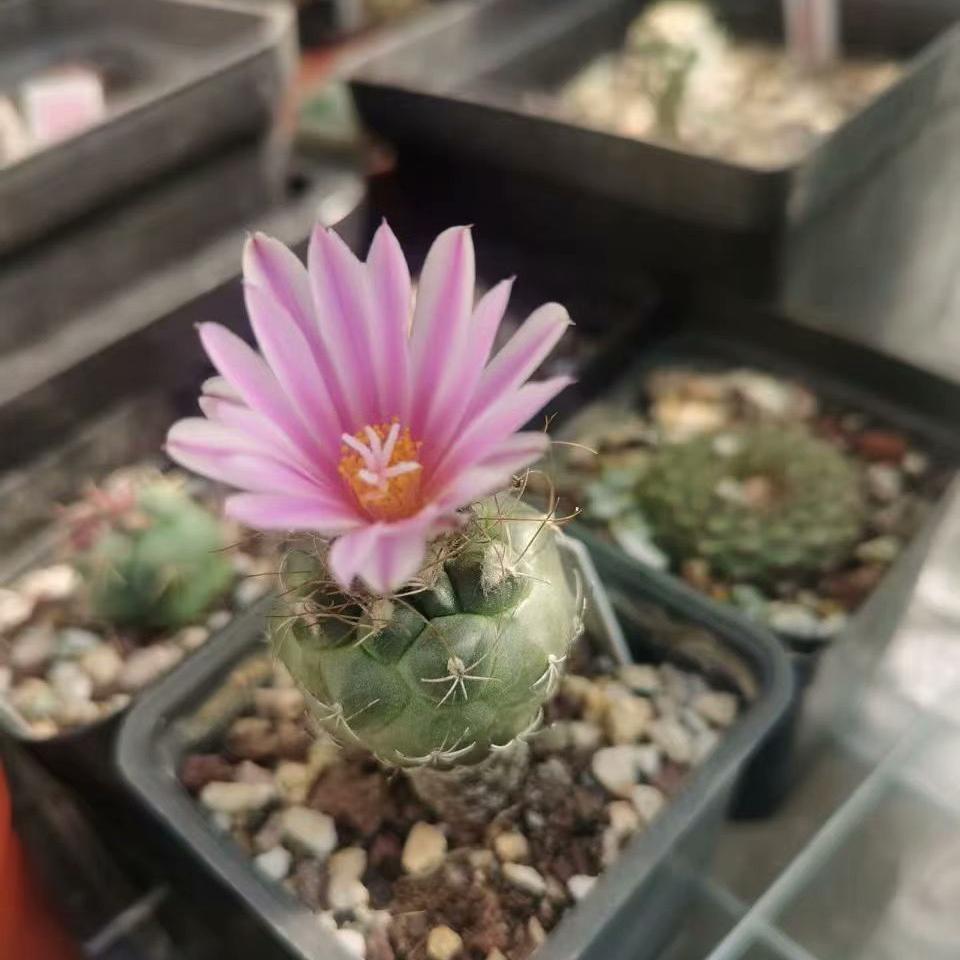 2-7cm Turbinicarpus pseudomacrochele