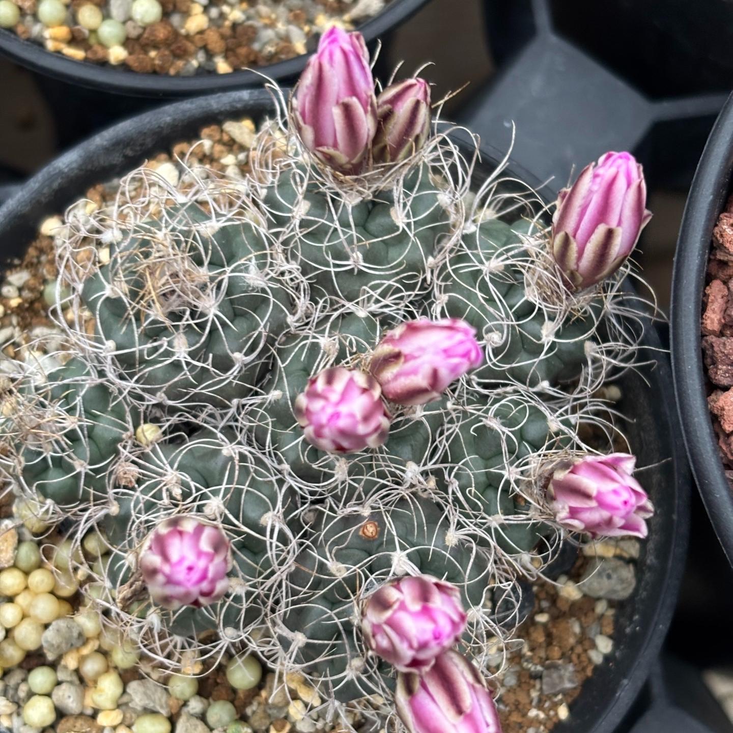 2-7cm Turbinicarpus pseudomacrochele