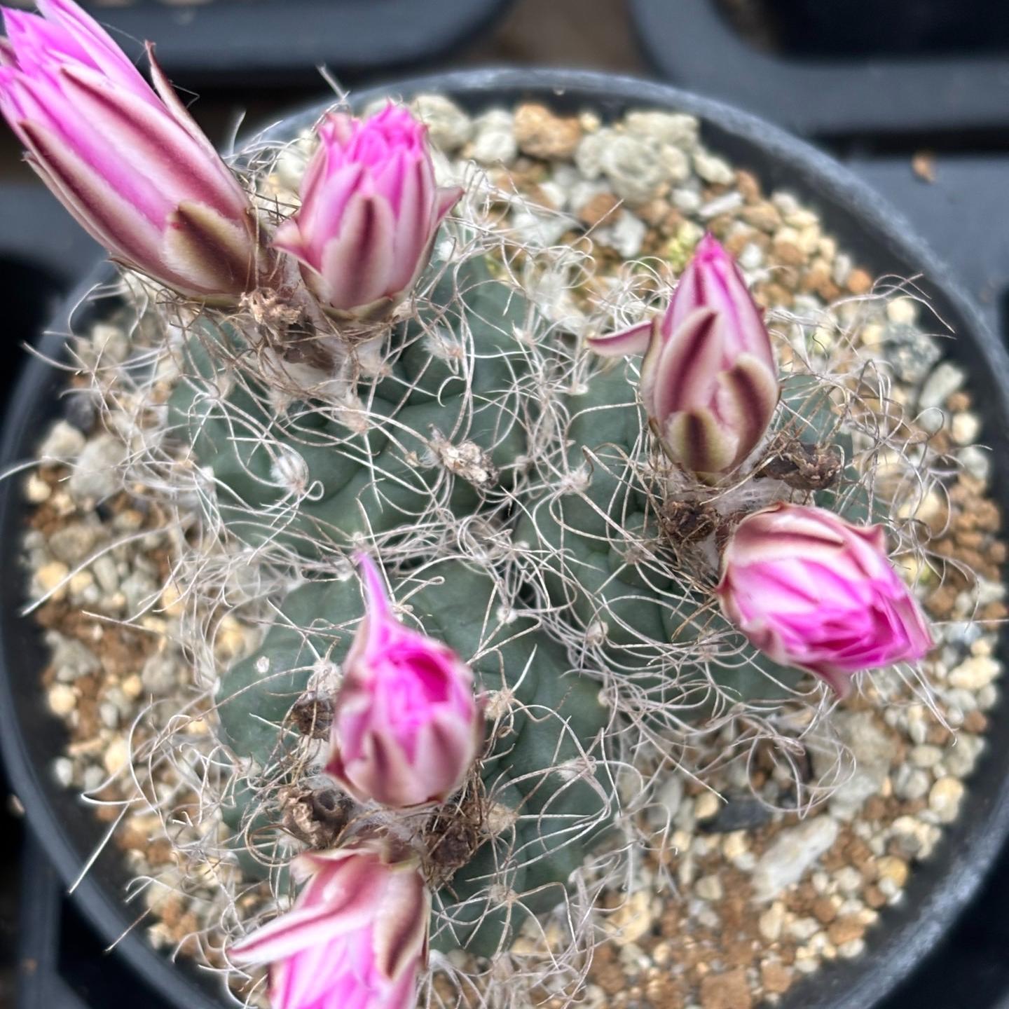 2-7cm Turbinicarpus pseudomacrochele