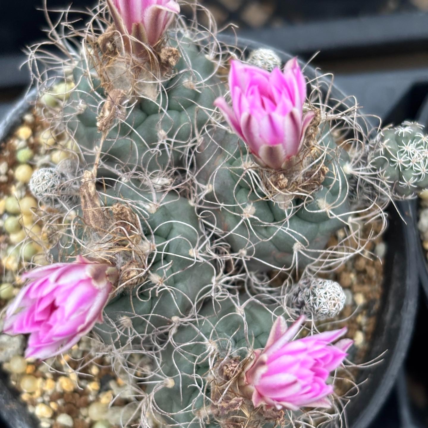 2-7cm Turbinicarpus pseudomacrochele