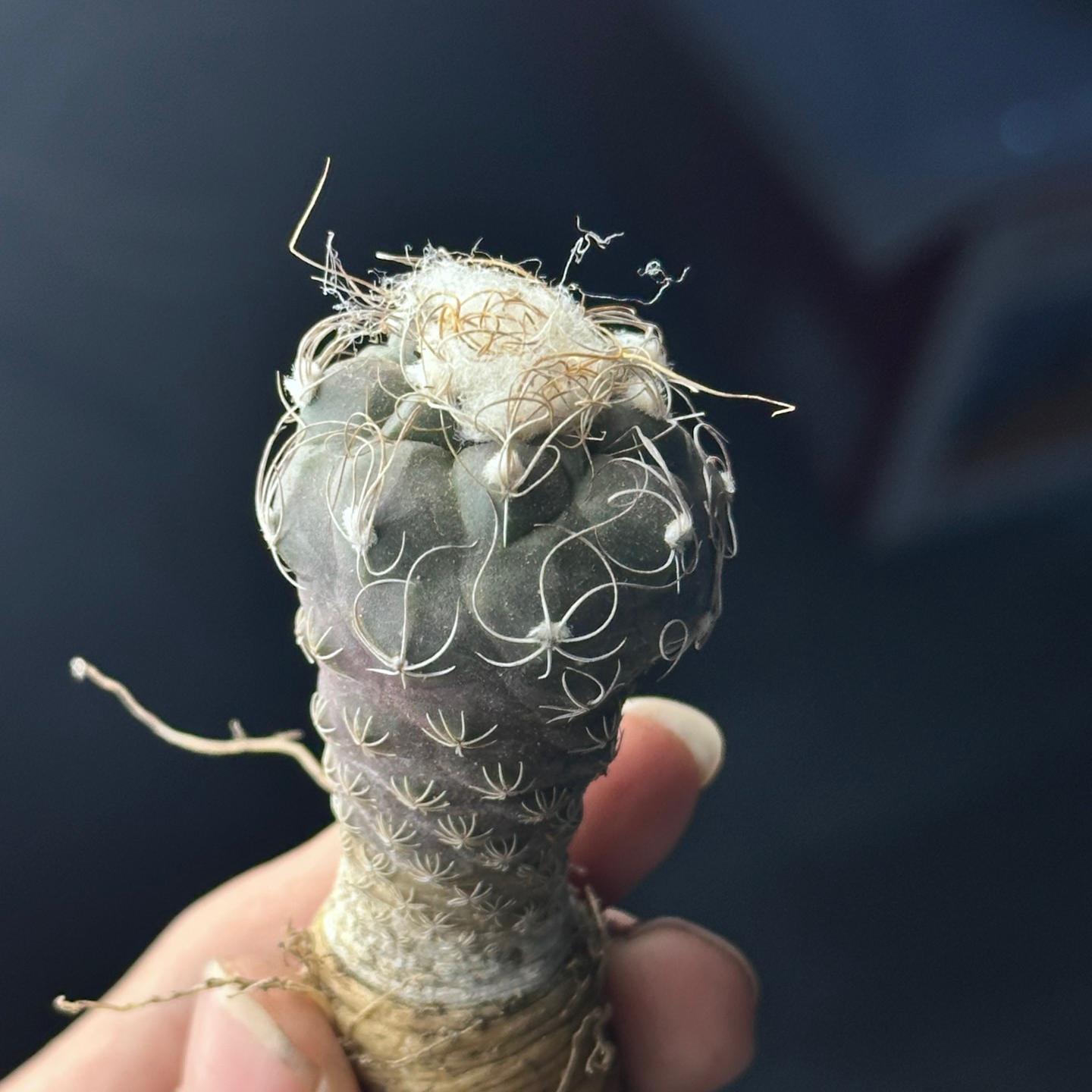 2-7cm Turbinicarpus pseudomacrochele