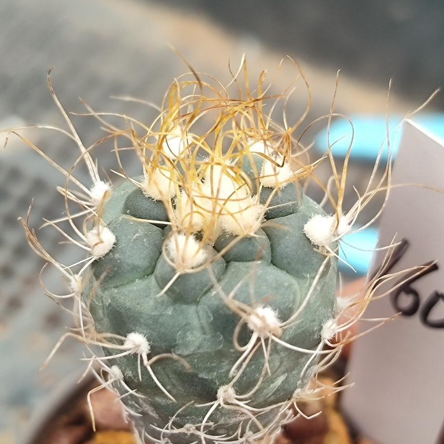 2-7cm Turbinicarpus pseudomacrochele