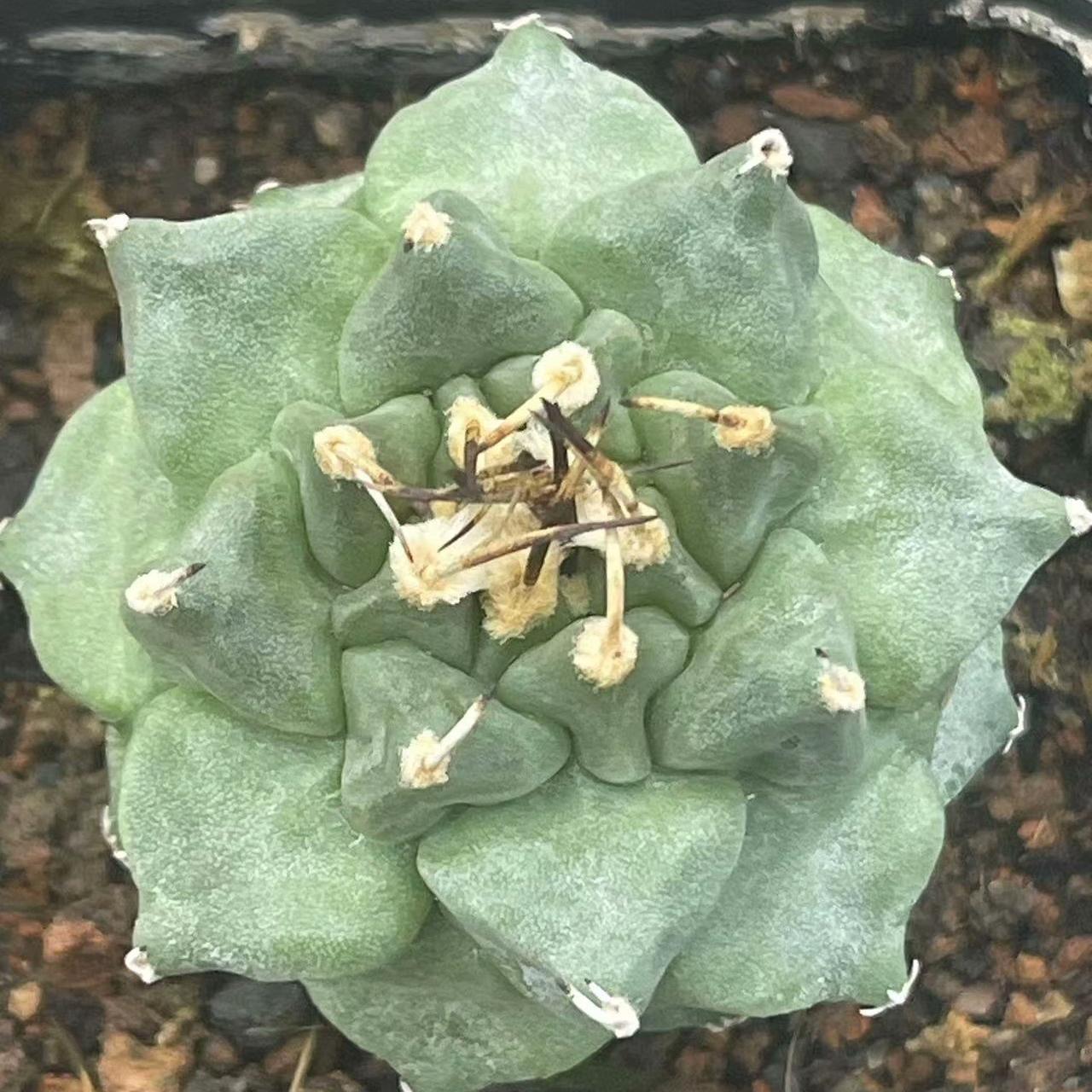 2-6cm Turbinicarpus alonsoi Glass & S.Arias