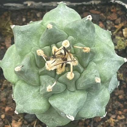 2-6cm Turbinicarpus alonsoi Glass & S.Arias