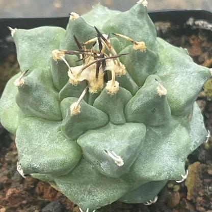 2-6cm Turbinicarpus alonsoi Glass & S.Arias