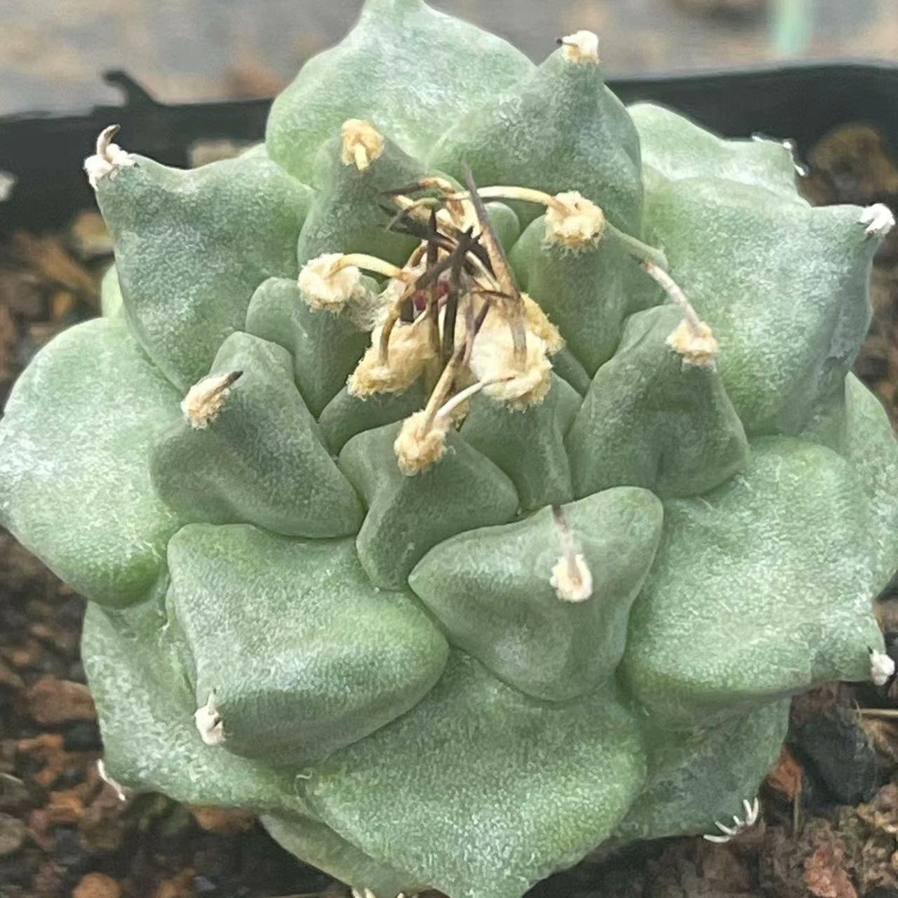 2-6cm Turbinicarpus alonsoi Glass & S.Arias
