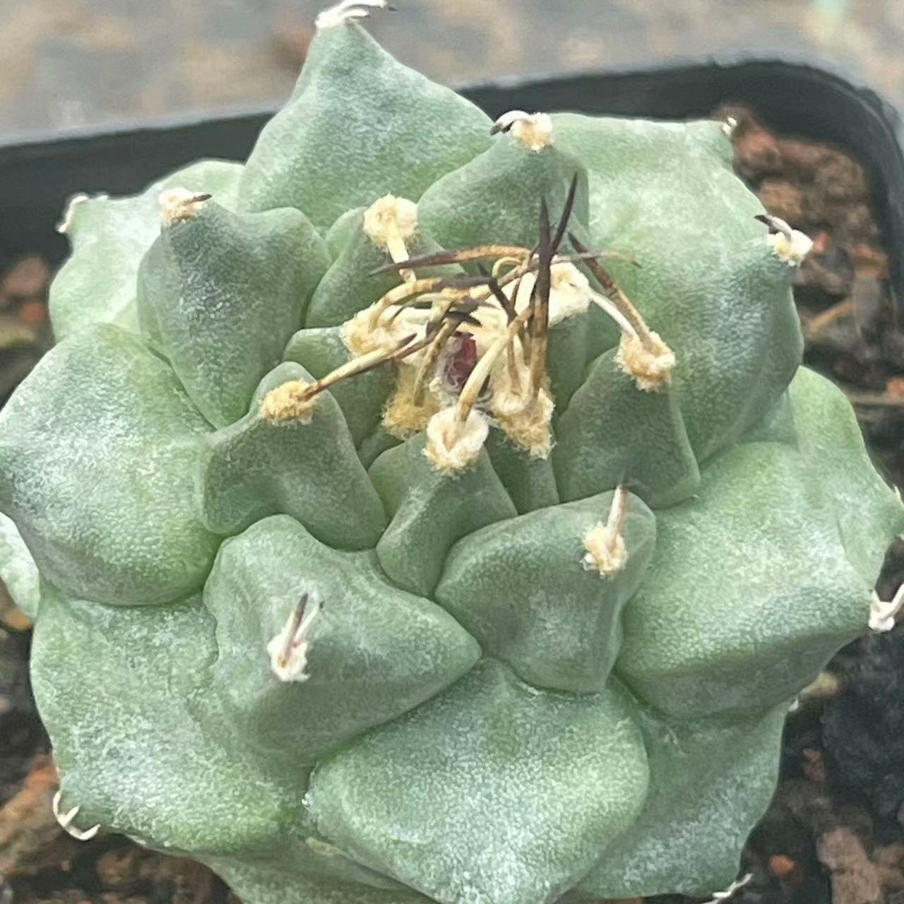 2-6cm Turbinicarpus alonsoi Glass & S.Arias