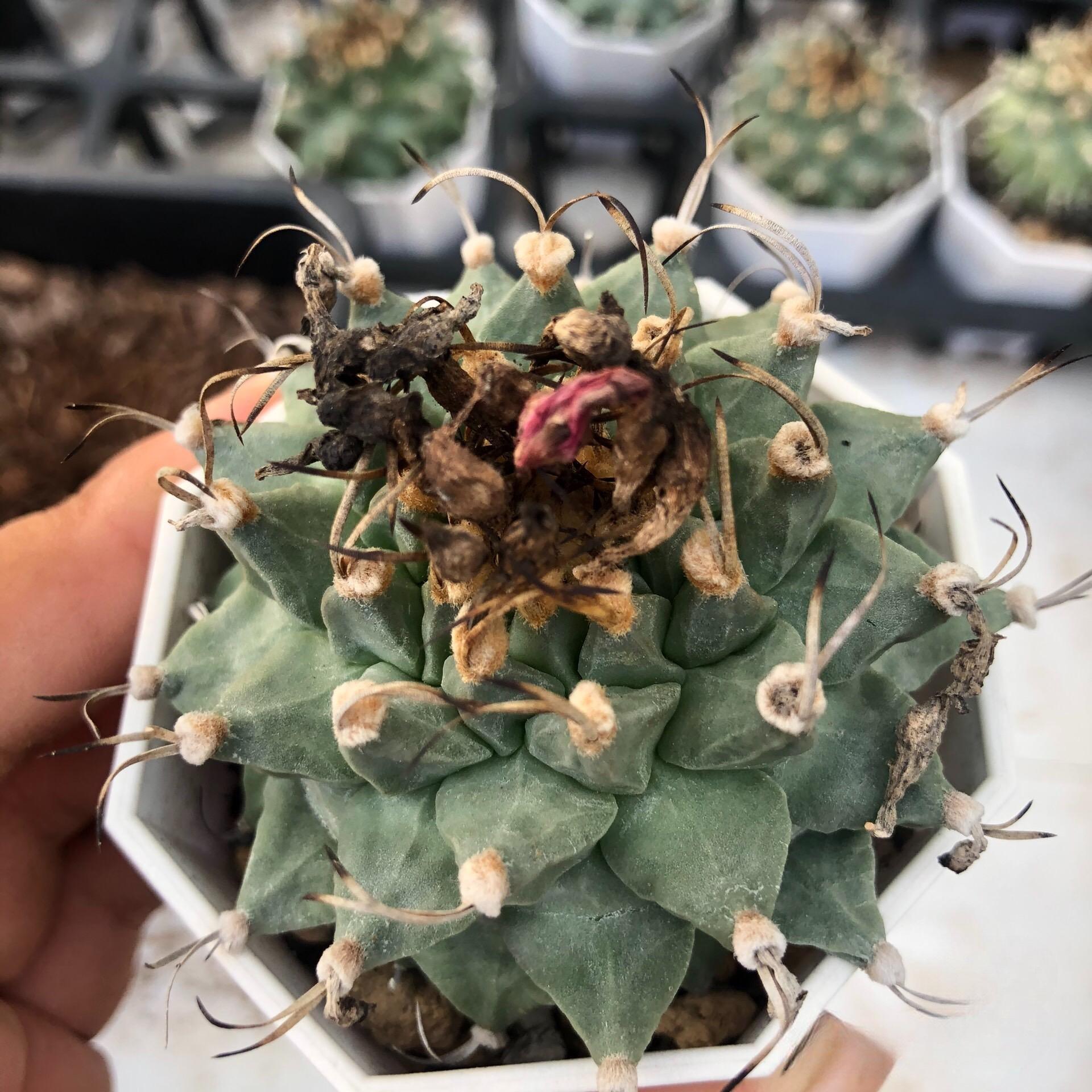 2-6cm Turbinicarpus alonsoi Glass & S.Arias