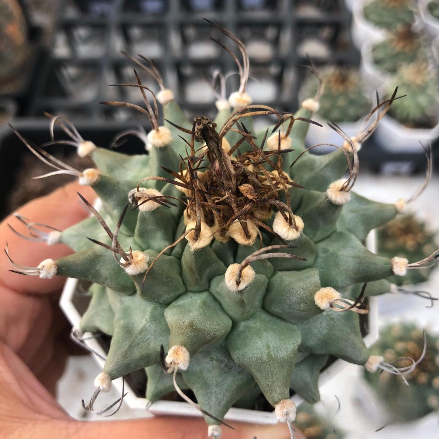 2-6cm Turbinicarpus alonsoi Glass & S.Arias