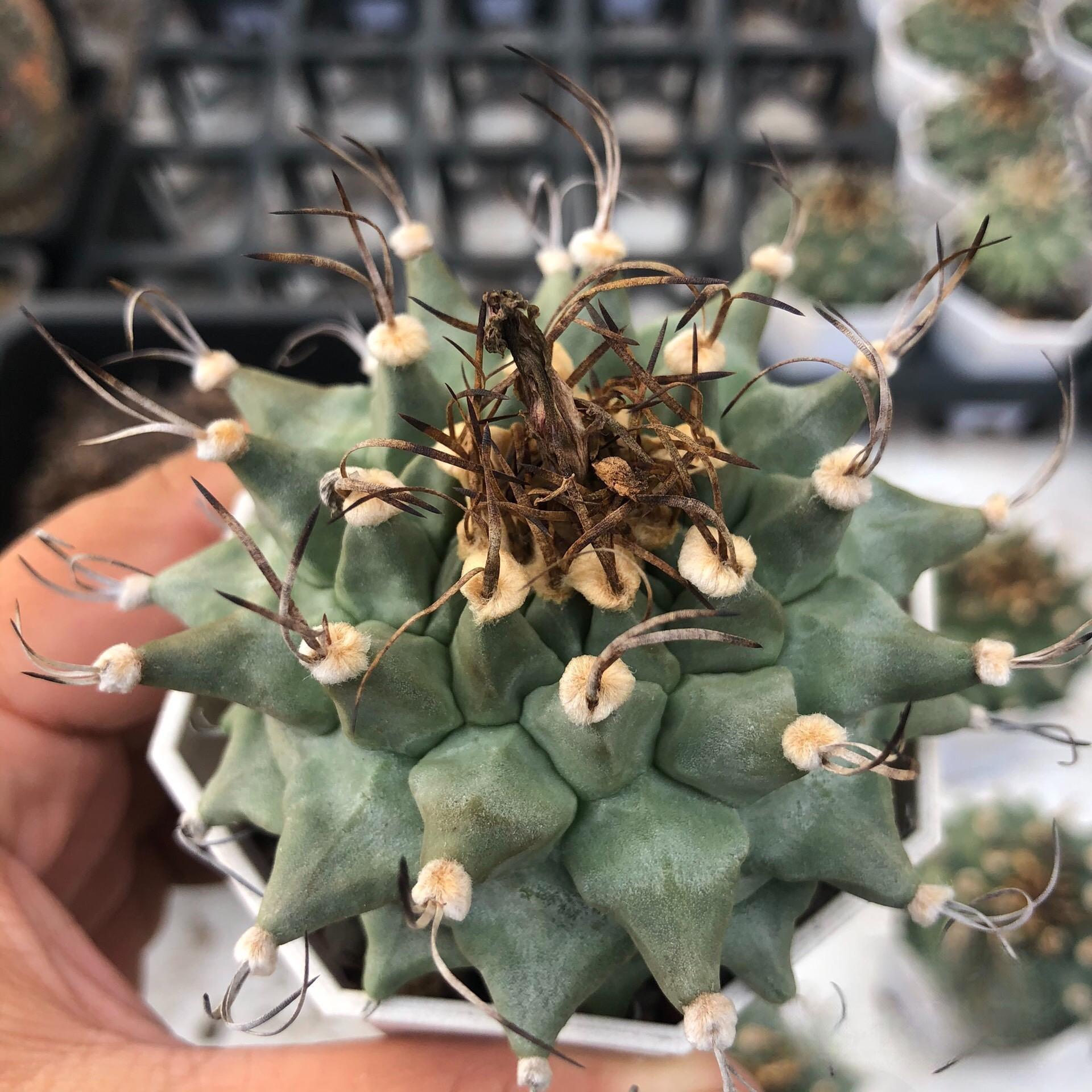 Turbinicarpus