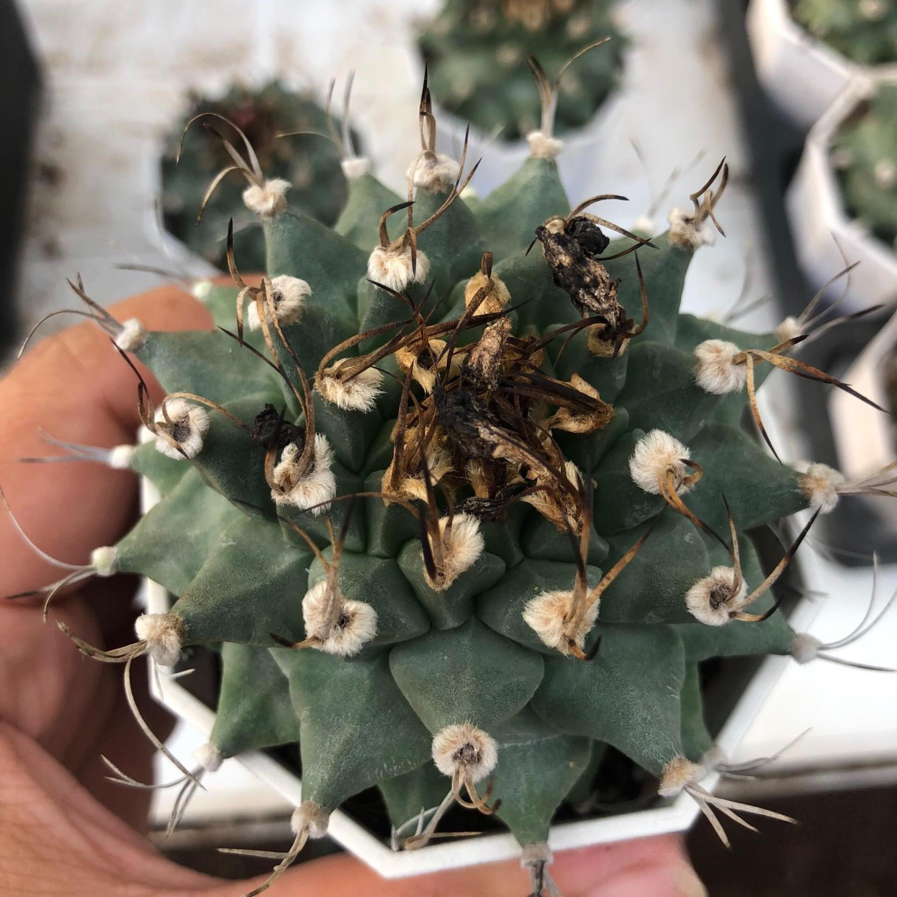 2-6cm Turbinicarpus alonsoi Glass & S.Arias