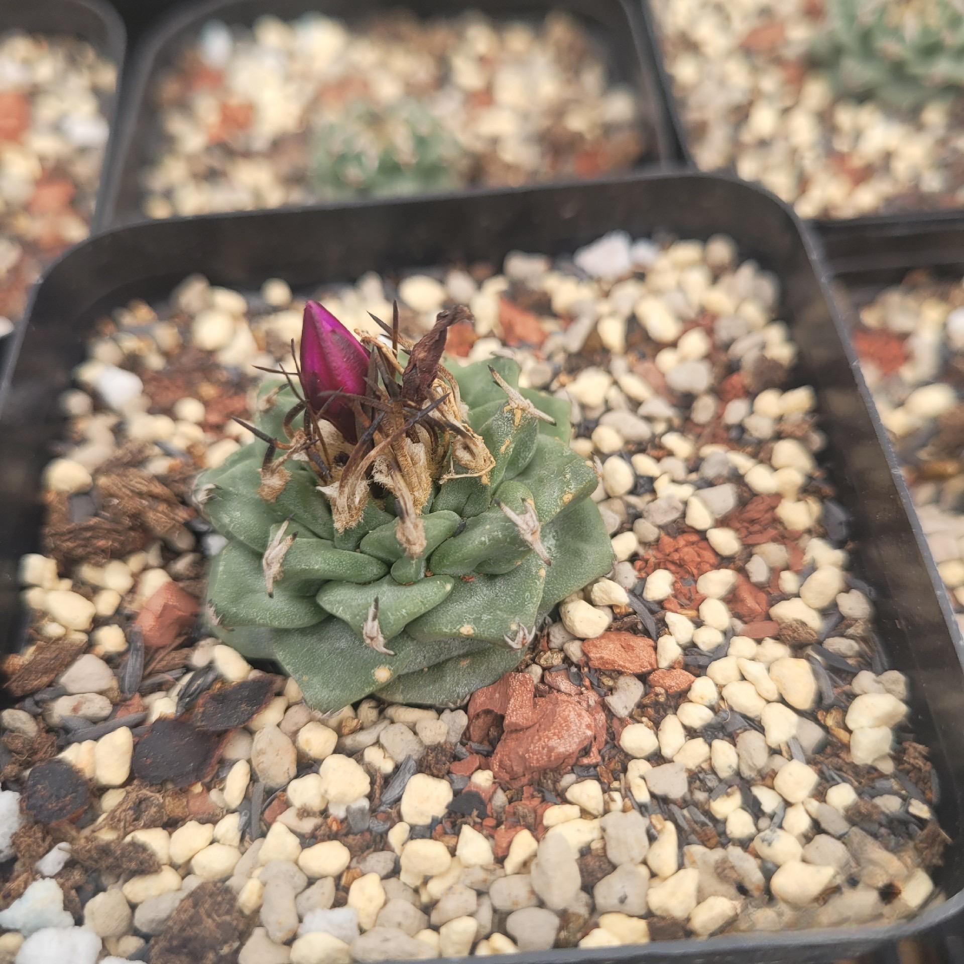 2-6cm Turbinicarpus alonsoi Glass & S.Arias