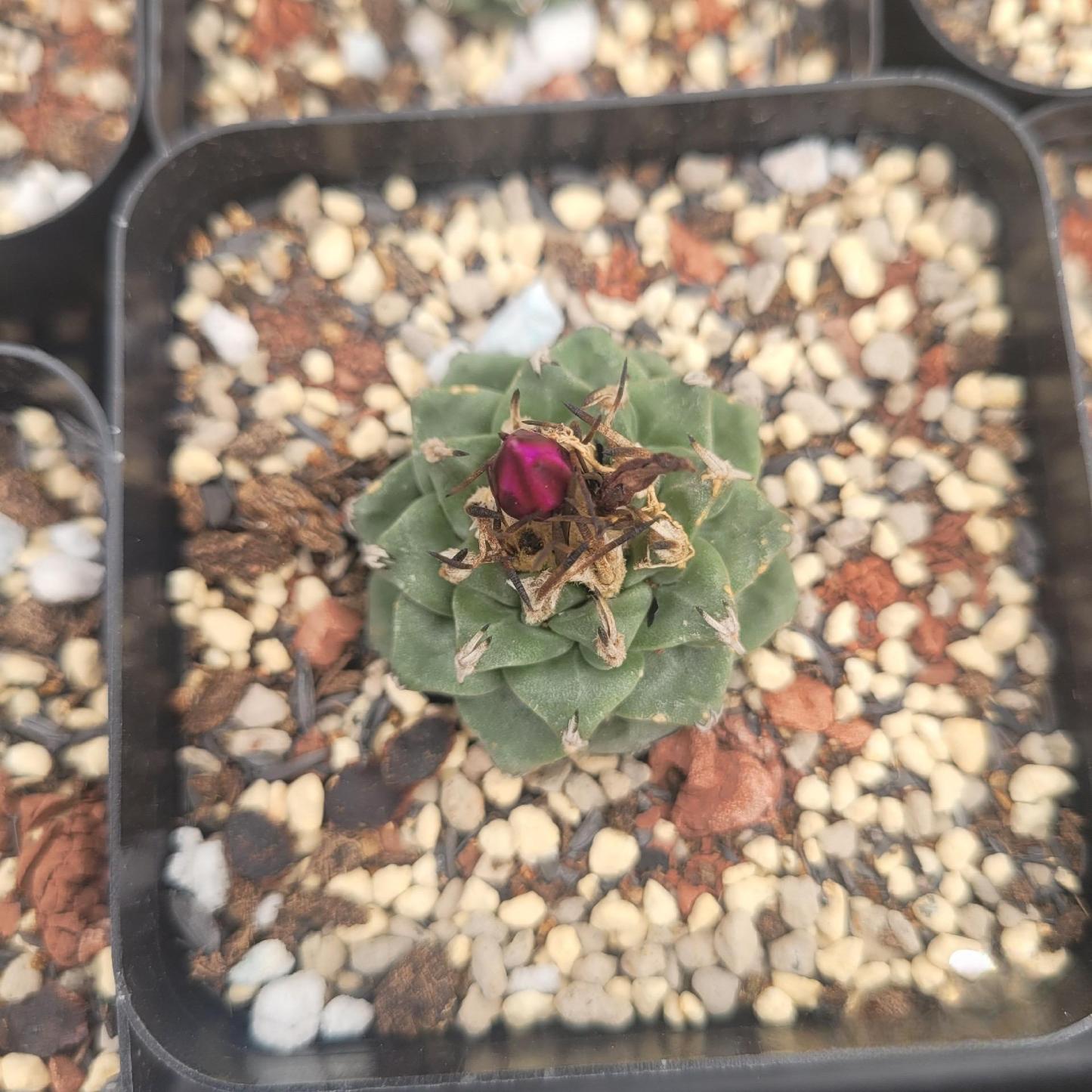 2-6cm Turbinicarpus alonsoi Glass & S.Arias