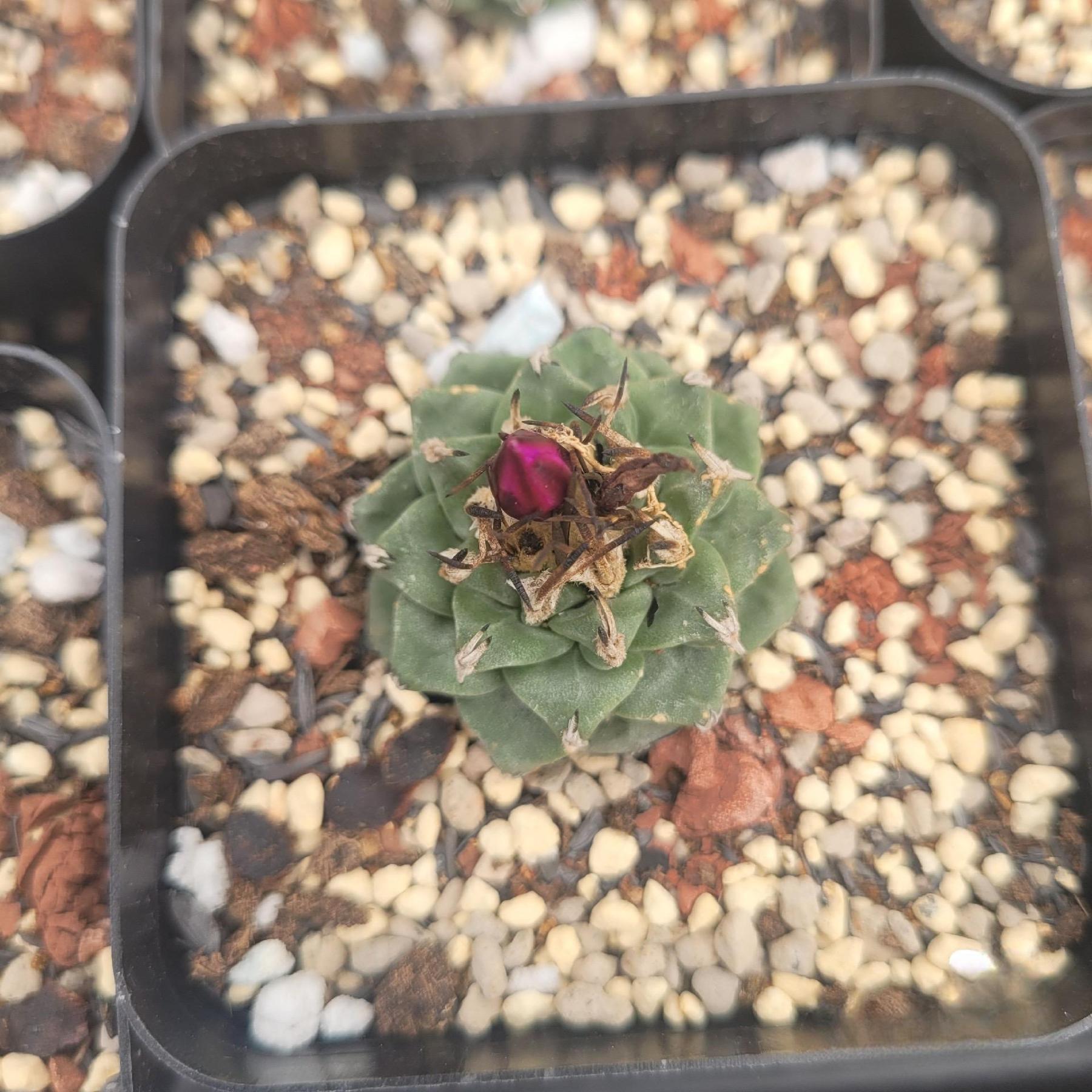 2-6cm Turbinicarpus alonsoi Glass & S.Arias