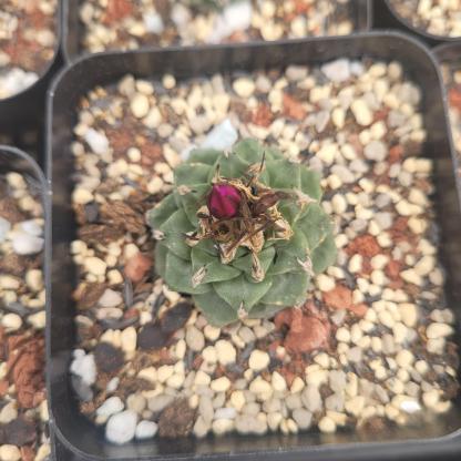 2-6cm Turbinicarpus alonsoi Glass & S.Arias