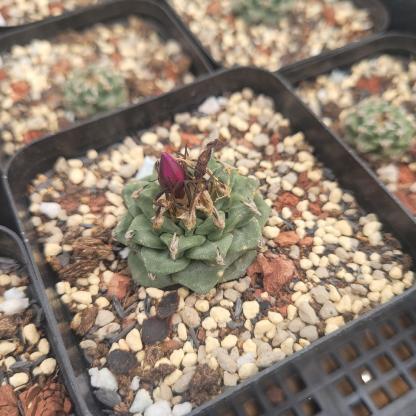 2-6cm Turbinicarpus alonsoi Glass & S.Arias
