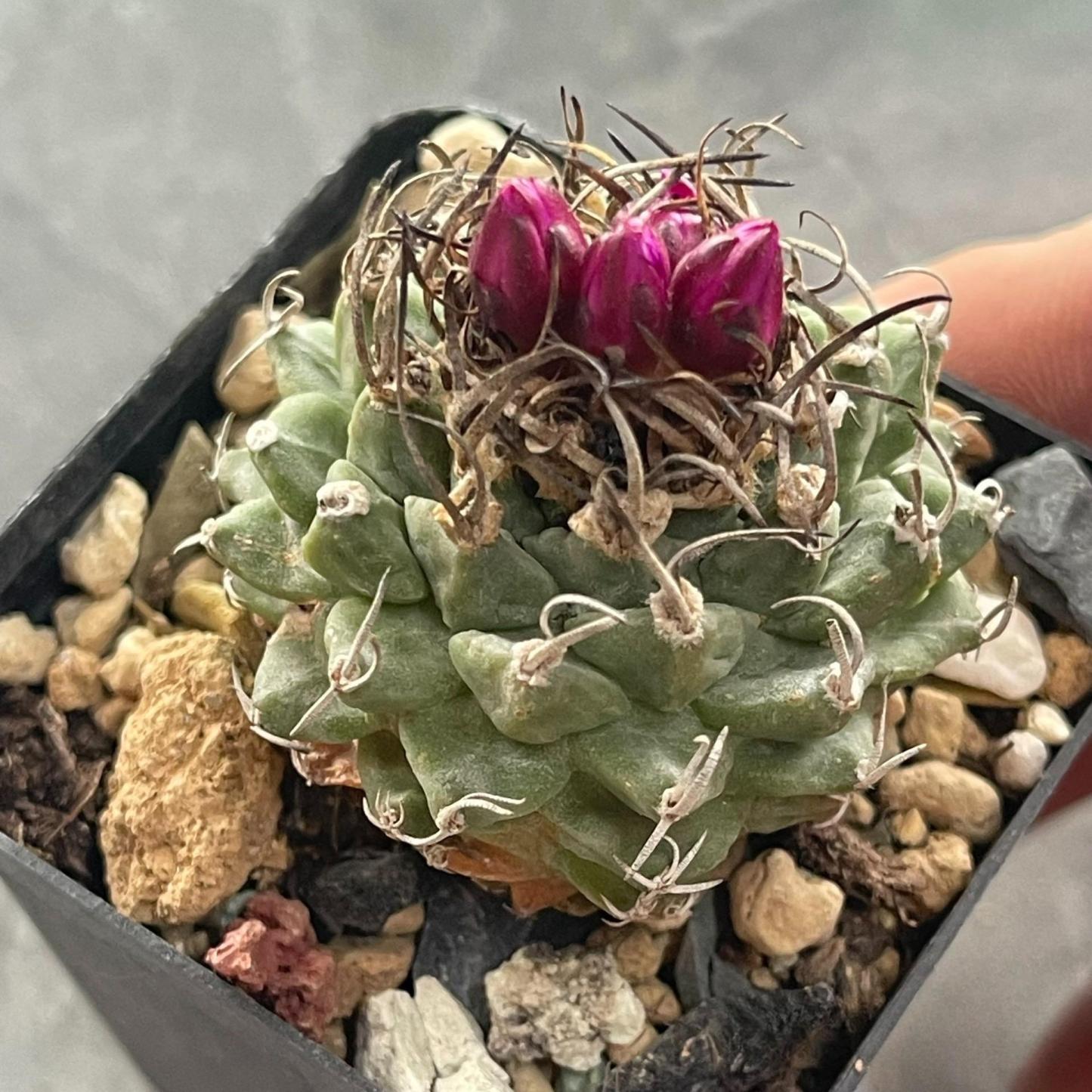 2-6cm Turbinicarpus alonsoi Glass & S.Arias