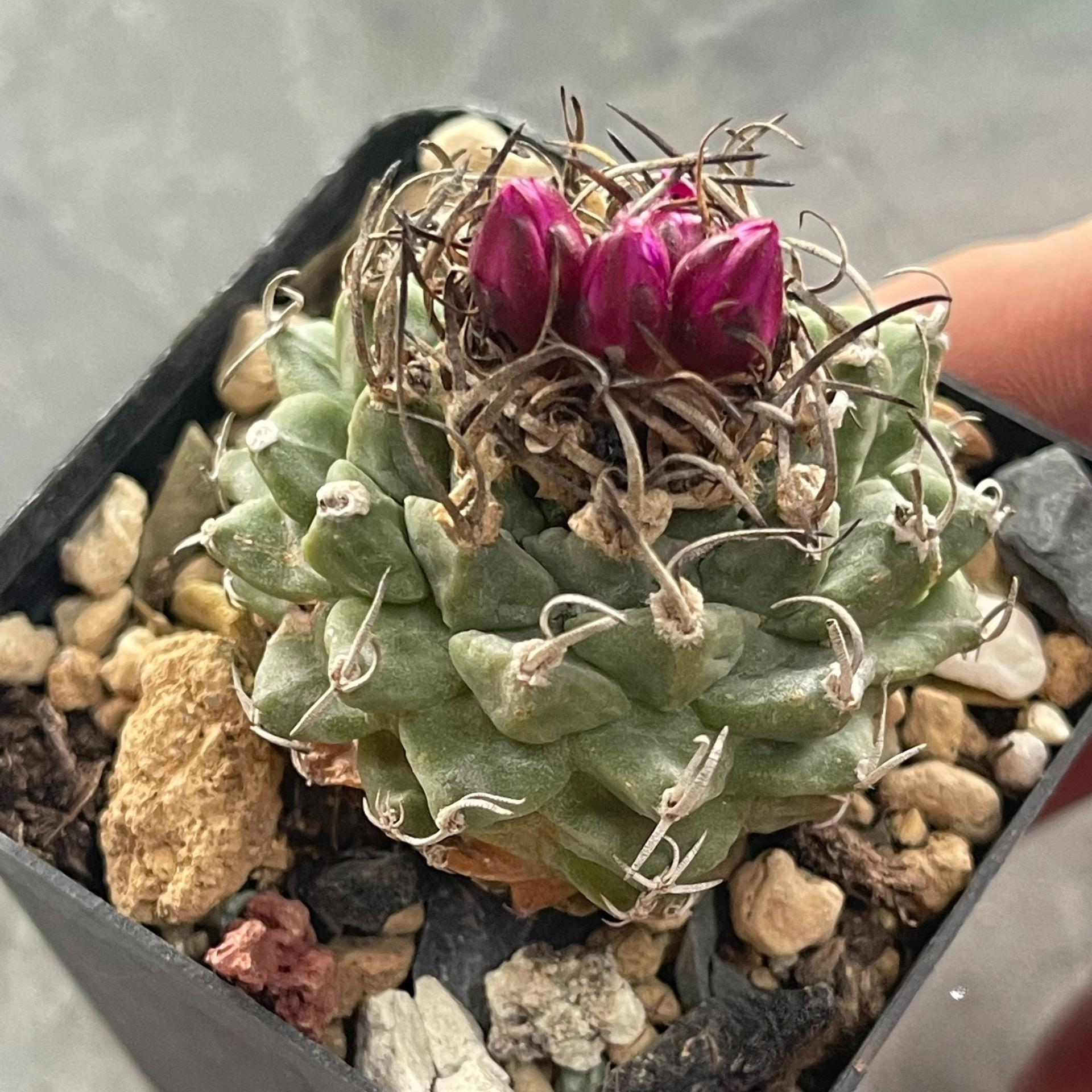 2-6cm Turbinicarpus alonsoi Glass & S.Arias