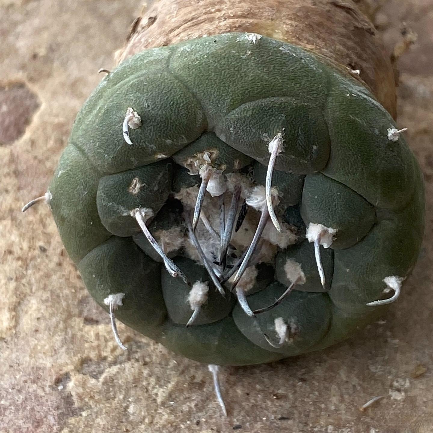 1.5-4cm Turbinicarpus jauernigii