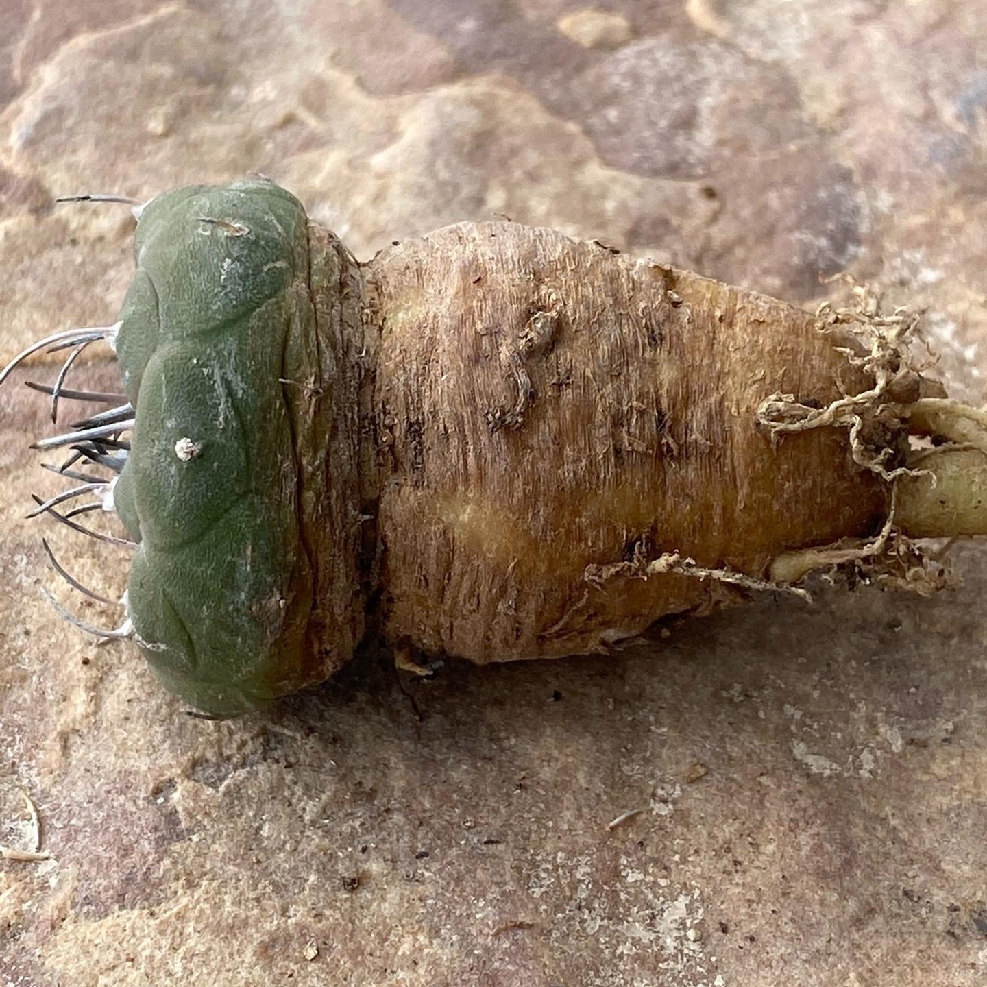 1.5-4cm Turbinicarpus jauernigii