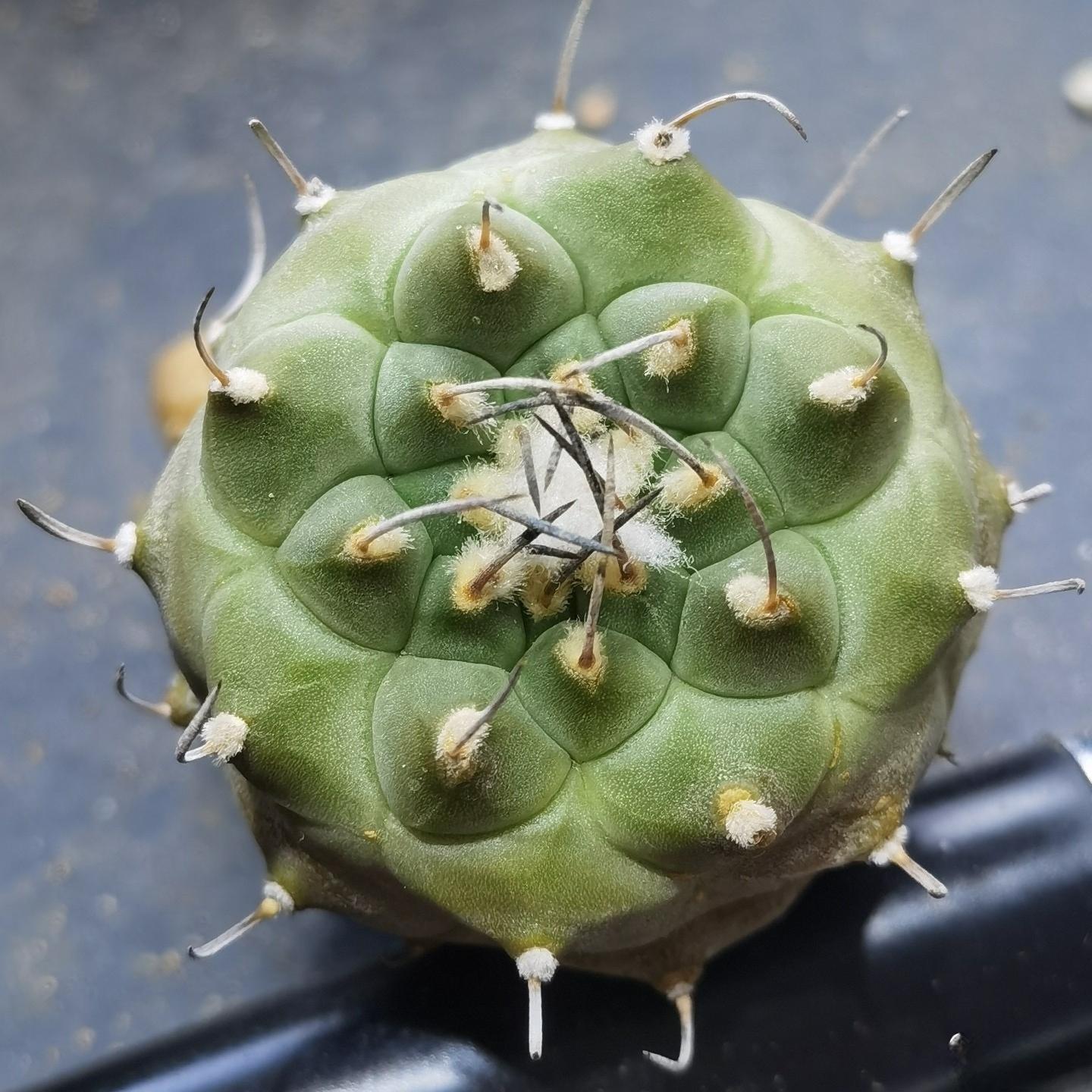 1.5-4cm Turbinicarpus jauernigii