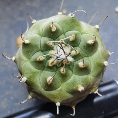 1.5-4cm Turbinicarpus jauernigii