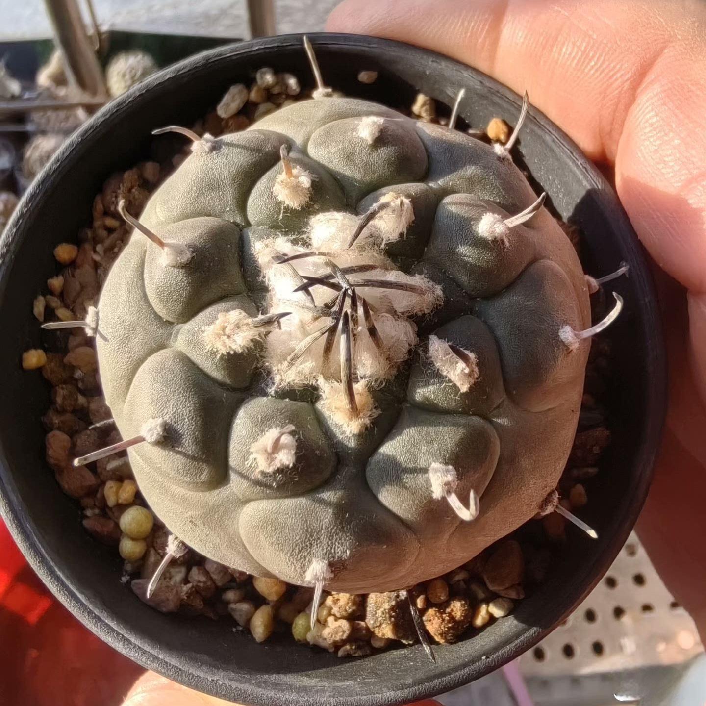1.5-4cm Turbinicarpus jauernigii