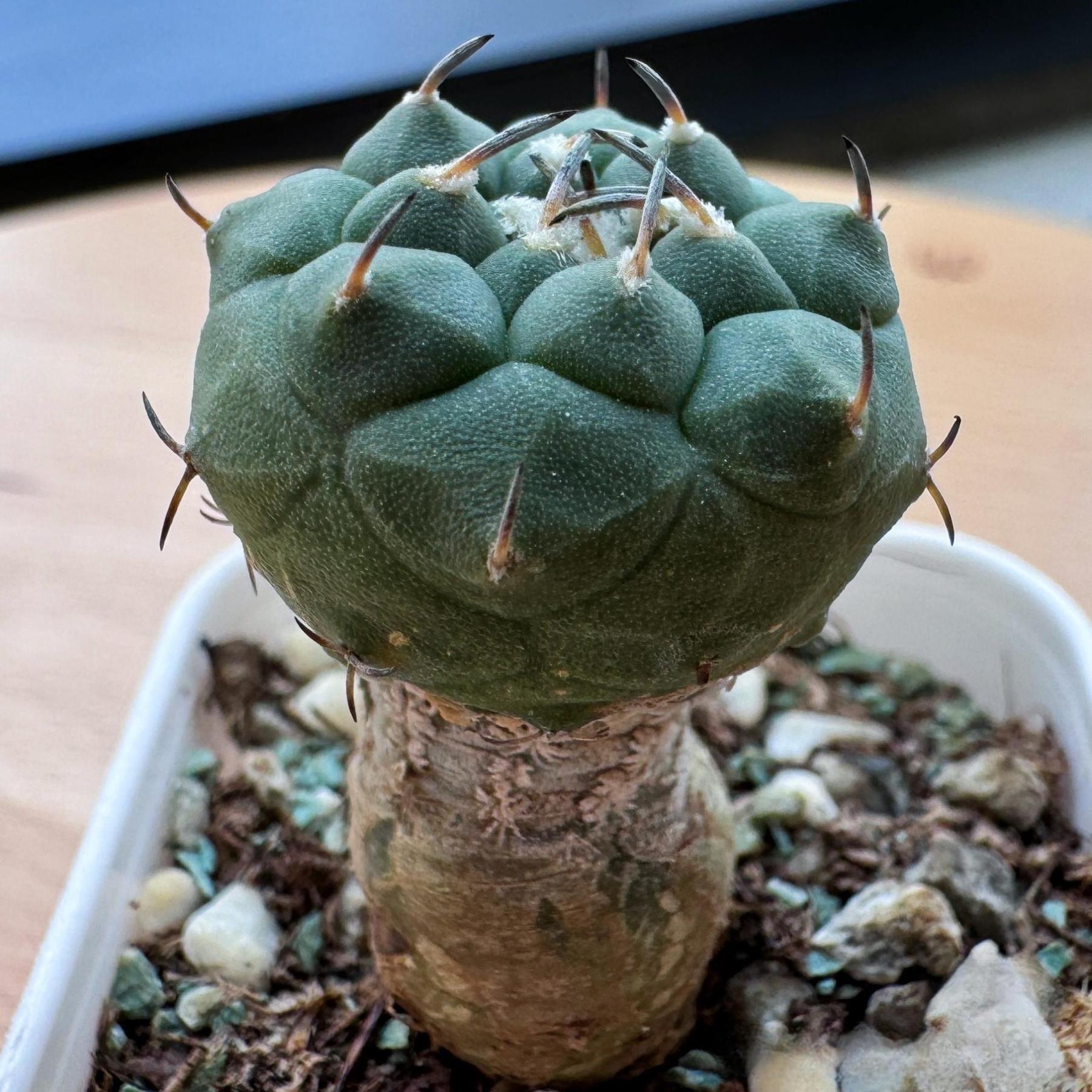 1.5-4cm Turbinicarpus jauernigii