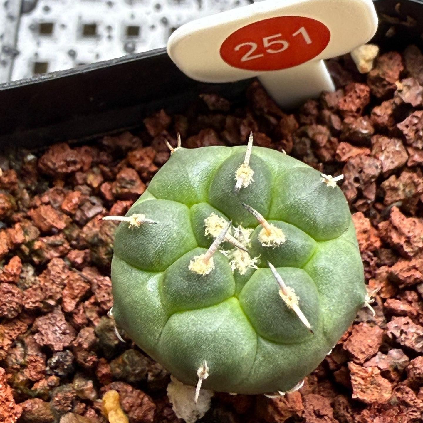 1.5-4cm Turbinicarpus jauernigii