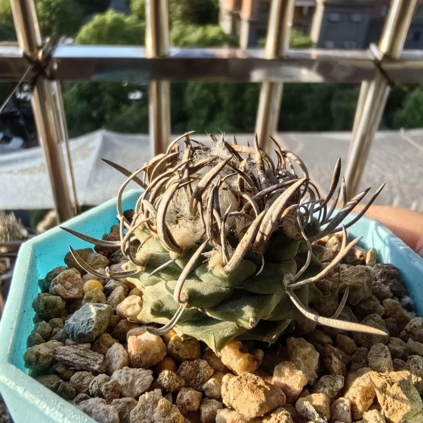 1.5-4cm Turbinicarpus schmiedickeanus