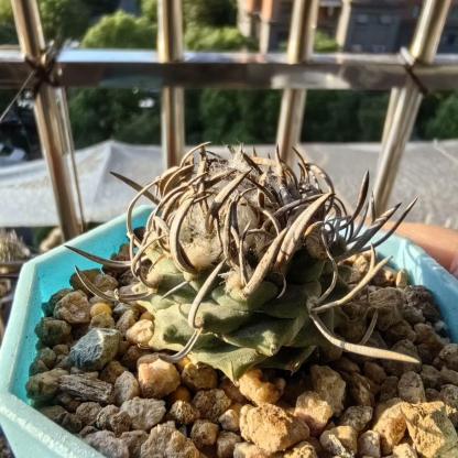 1.5-4cm Turbinicarpus schmiedickeanus