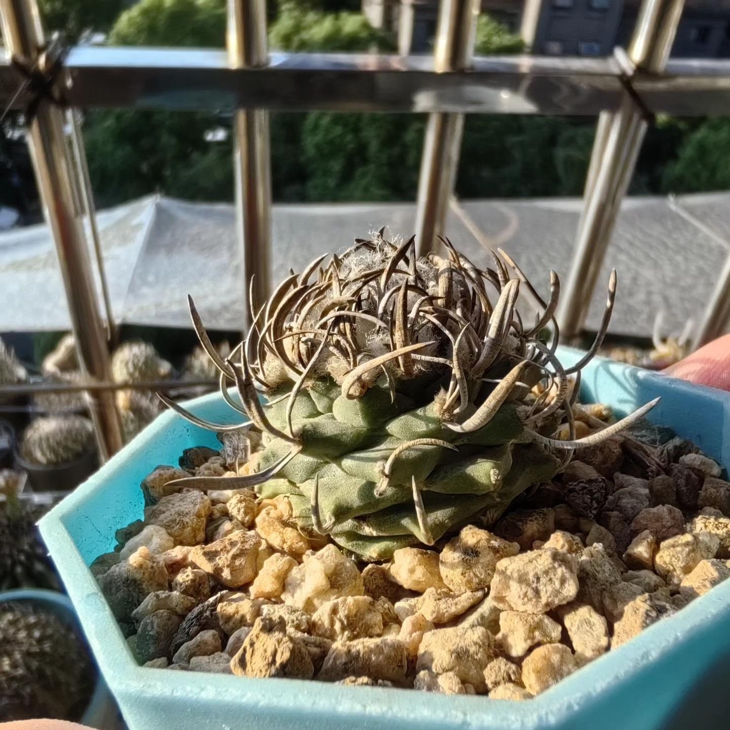 1.5-4cm Turbinicarpus schmiedickeanus