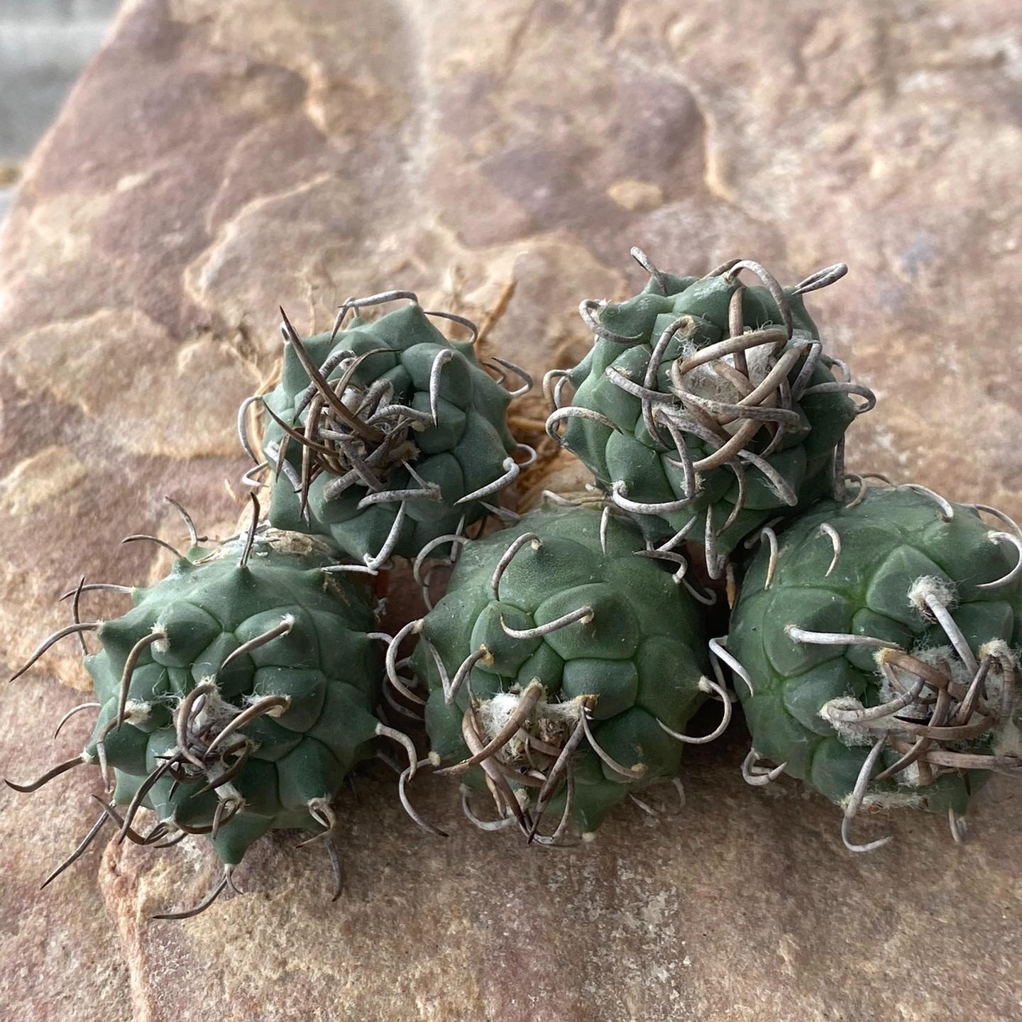 1.5-4cm Turbinicarpus schmiedickeanus