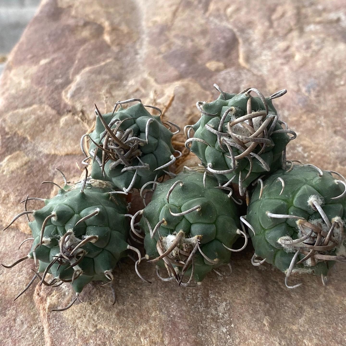 1.5-4cm Turbinicarpus schmiedickeanus