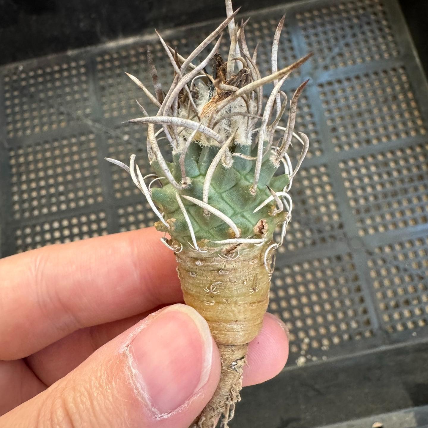 1.5-4cm Turbinicarpus schmiedickeanus