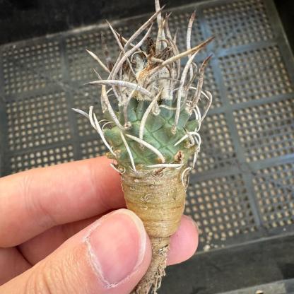 1.5-4cm Turbinicarpus schmiedickeanus