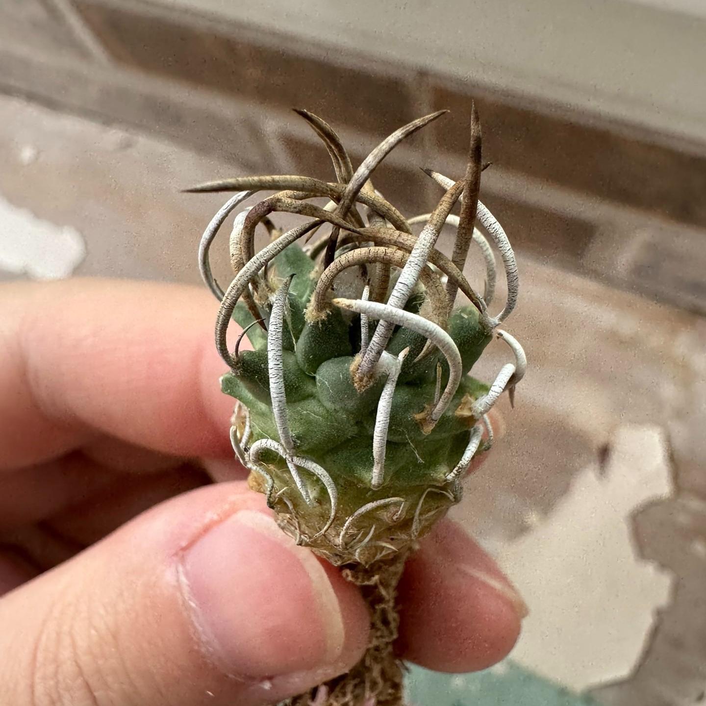 1.5-4cm Turbinicarpus schmiedickeanus