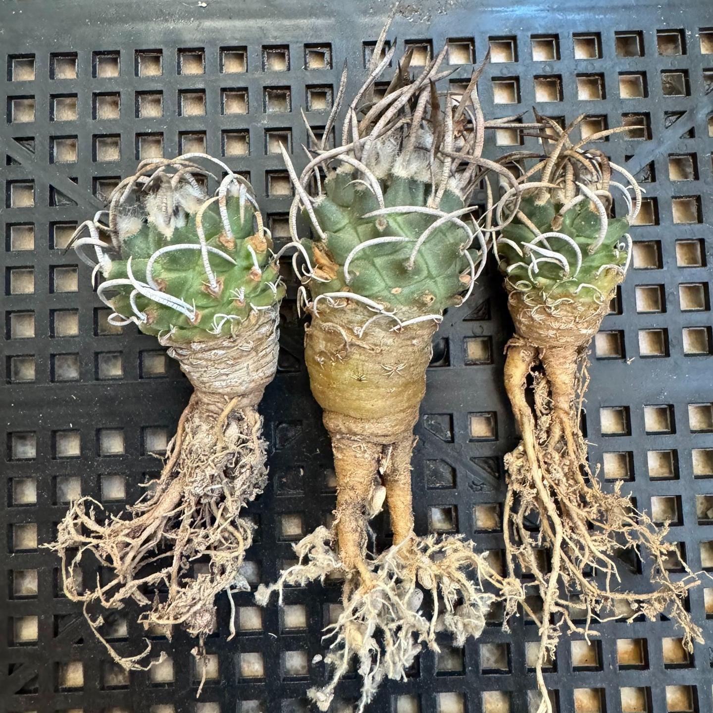 1.5-4cm Turbinicarpus schmiedickeanus