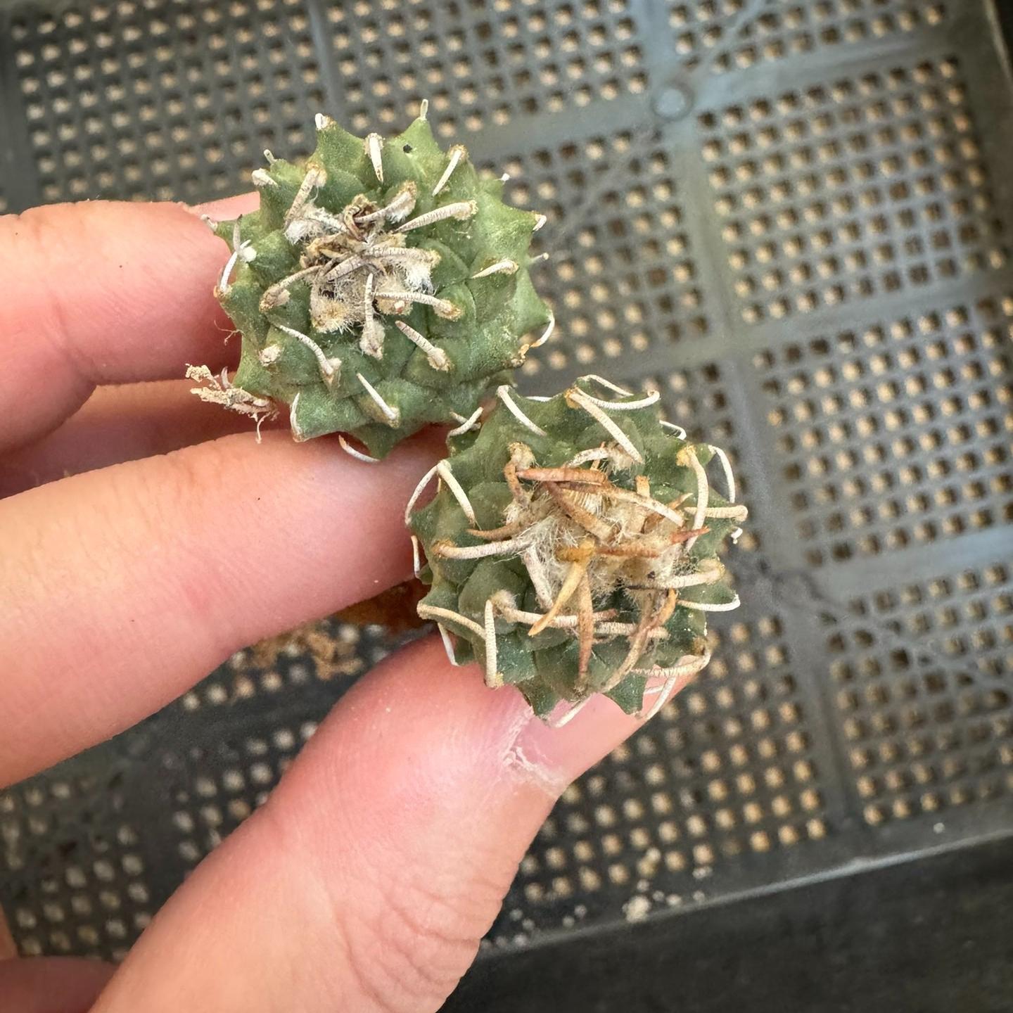 1.5-4cm Turbinicarpus schmiedickeanus