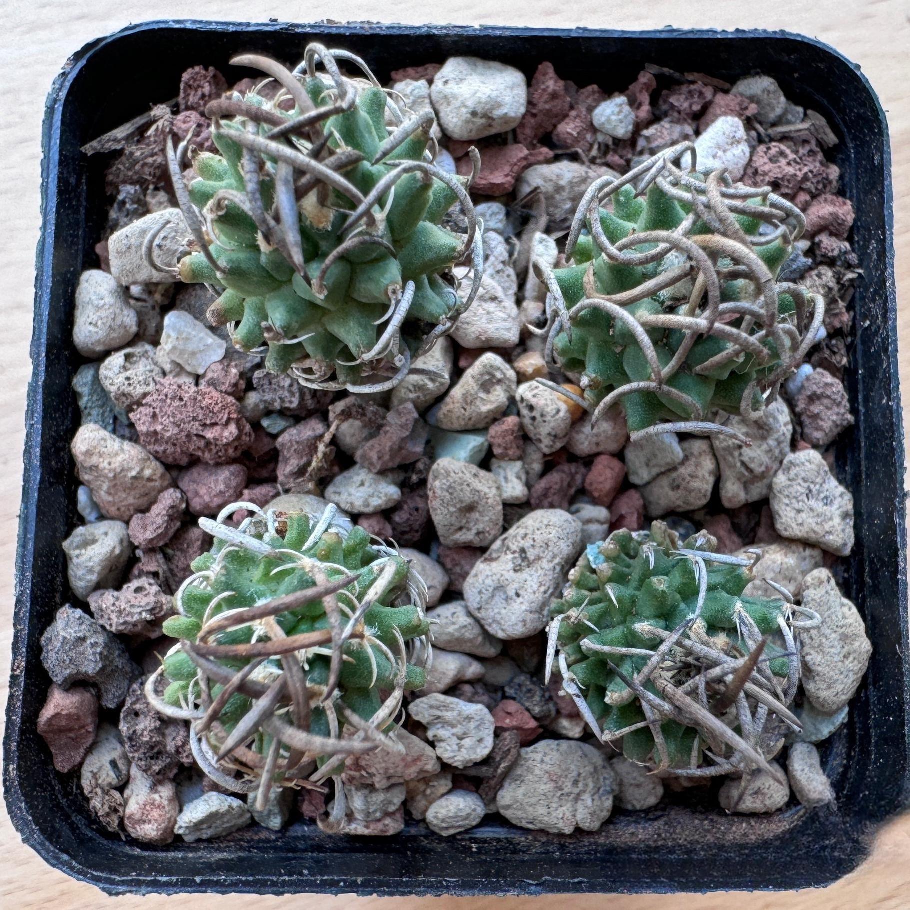 1.5-4cm Turbinicarpus schmiedickeanus