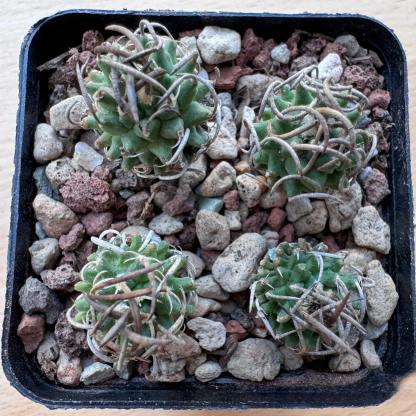 1.5-4cm Turbinicarpus schmiedickeanus