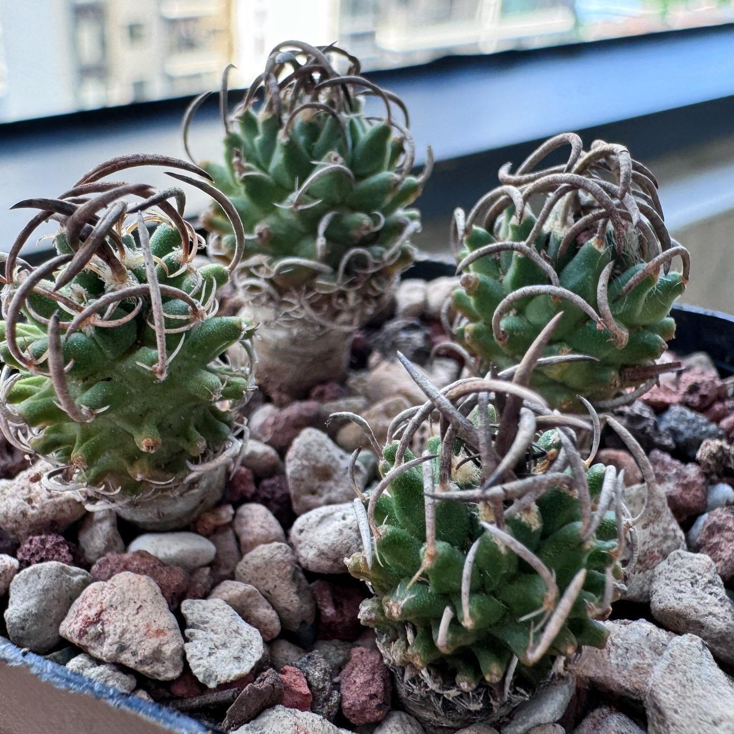 1.5-4cm Turbinicarpus schmiedickeanus