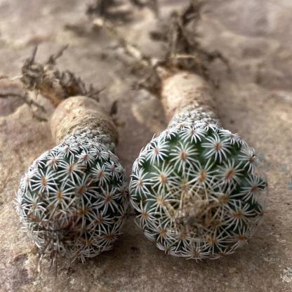 1.5-2cm Turbinicarpus saueri ssp. ysabelae