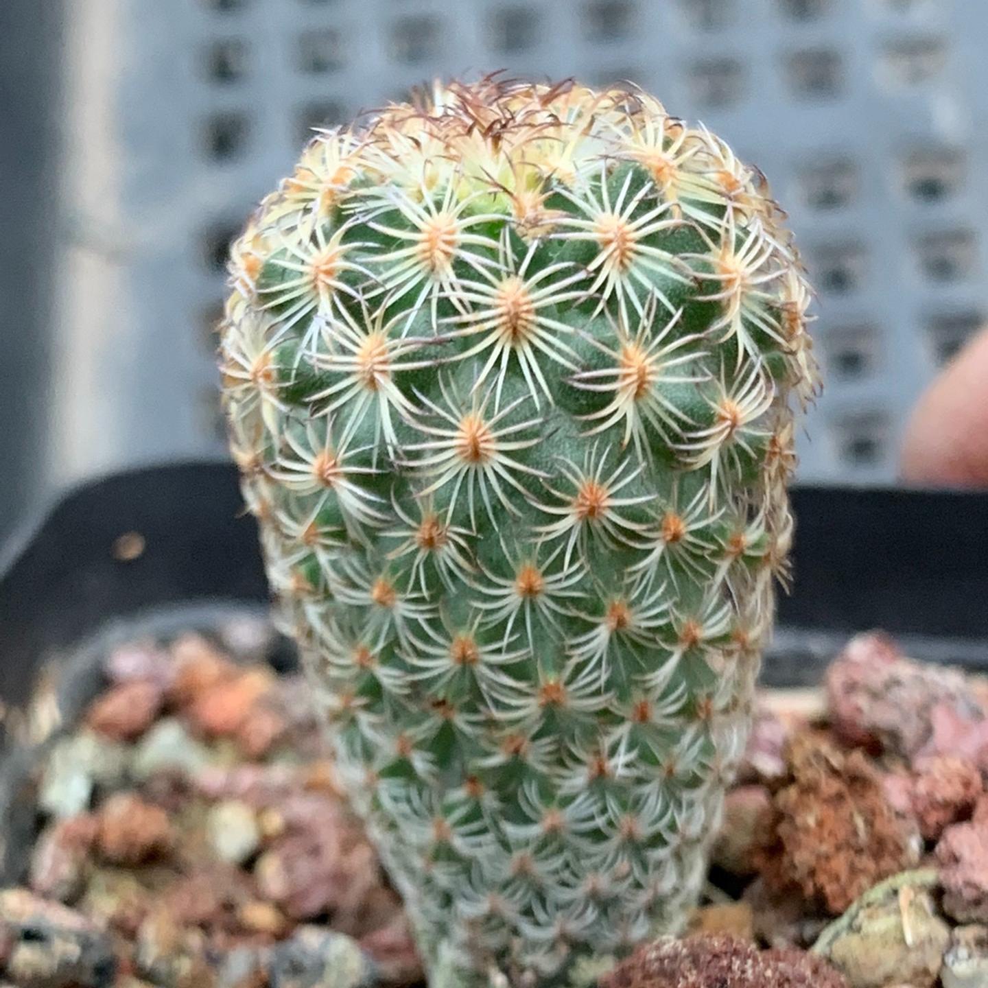 1.5-2cm Turbinicarpus saueri ssp. ysabelae
