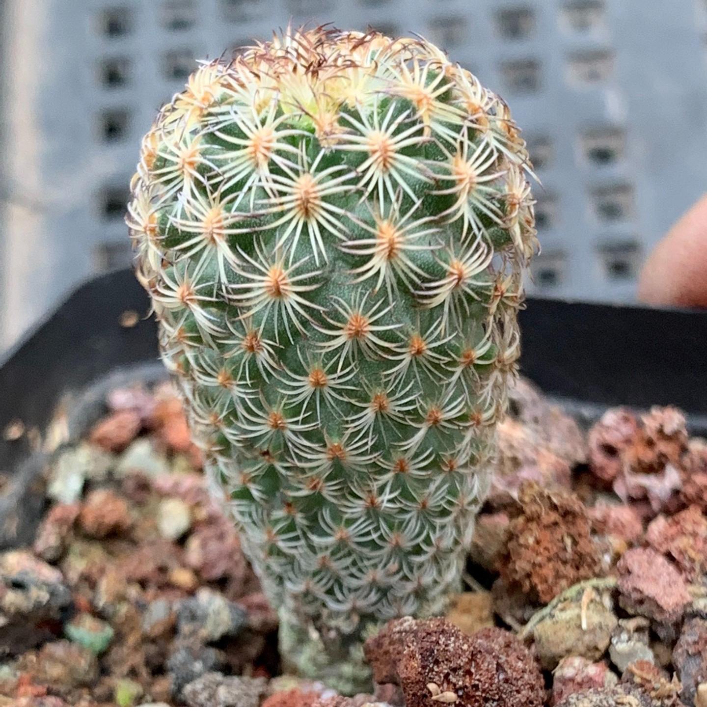 1.5-2cm Turbinicarpus saueri ssp. ysabelae