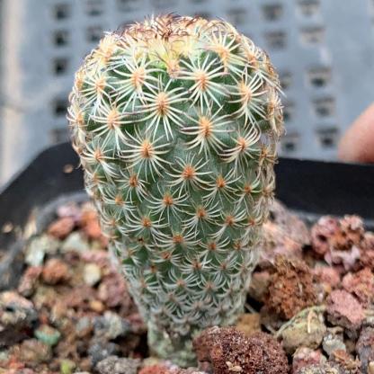 1.5-2cm Turbinicarpus saueri ssp. ysabelae