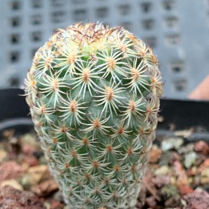 1.5-2cm Turbinicarpus saueri ssp. ysabelae